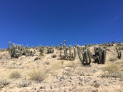 Cacti on my hike in Vicuna