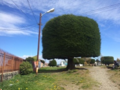 A nicely shaven tree
